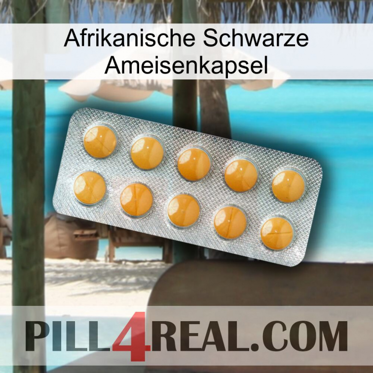 Africa Black Ant Capsule levitra1